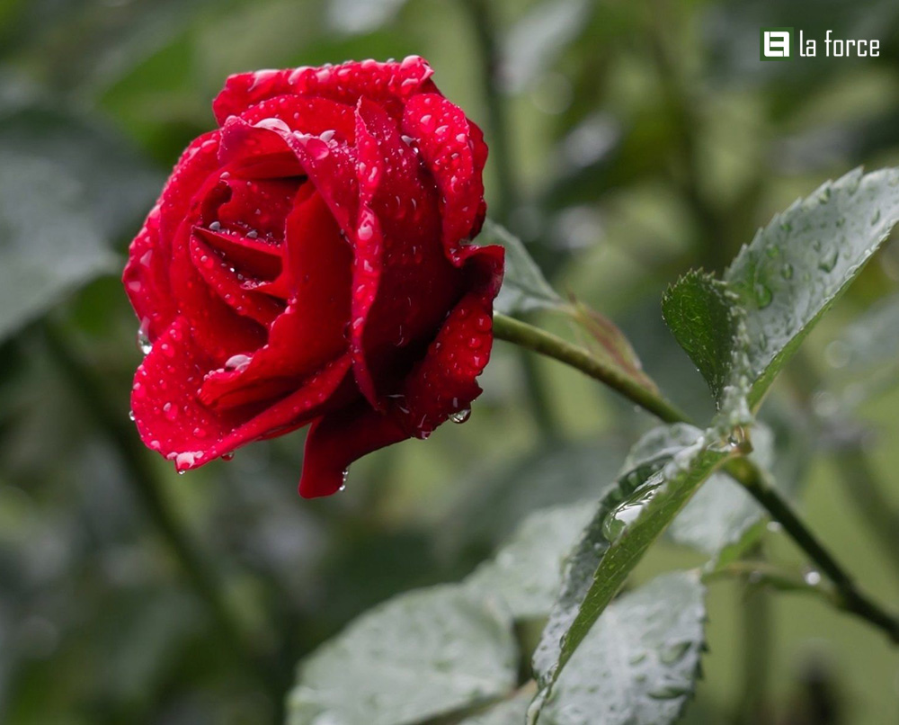 Lưu nháp tự động Lưu nháp tự động